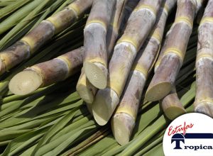 Plantio-de-cana-de-açúcar-