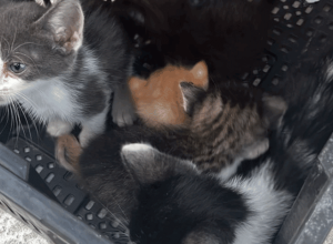 gatinhos--780x470